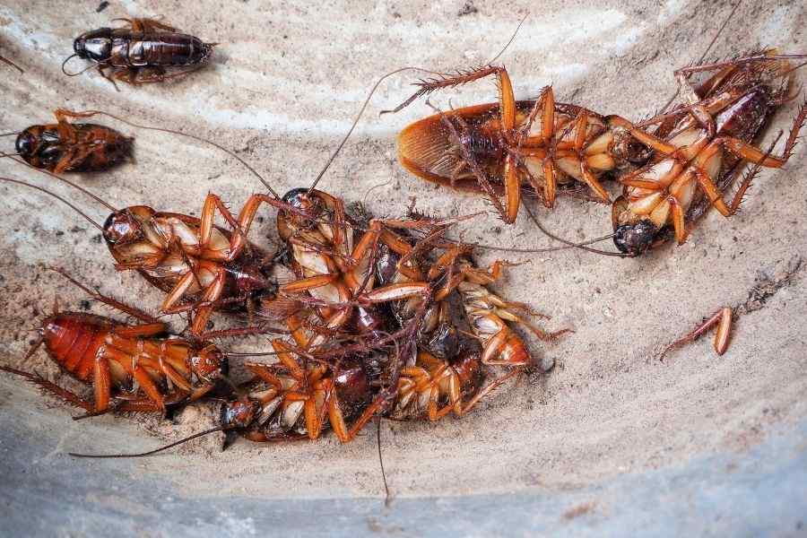 cockroaches control services Nairobi